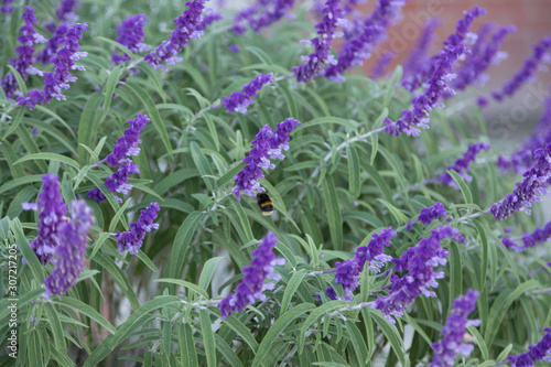 Mexican Bush Sage (Salvia leucantha)