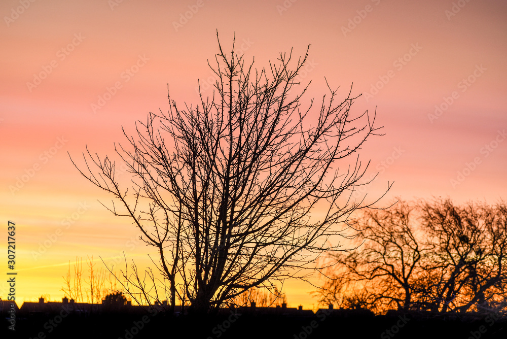 Silhouette of a tree against a golden morning sky on a cold but beautiful morning in Denmark. Silhouette of a tree against a golden morning sky on a cold but beautiful morning in Denmark.