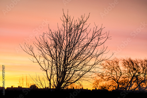 Fototapeta Naklejka Na Ścianę i Meble -  Silhouette of a tree against a golden morning sky on a cold but beautiful morning in Denmark.
