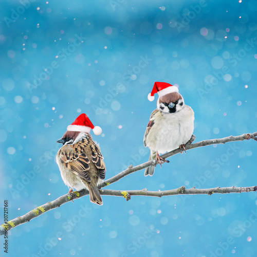 Photography two little birds sparrows in festive red Santa hats sitting on a branch under th