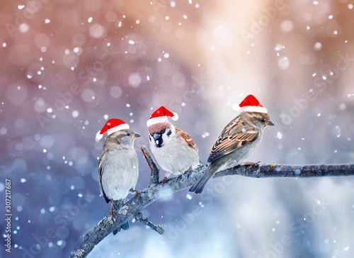 three funny little birds sparrows in Santa's festive red hat sitting on a branch under the snow in the Christmas garden
