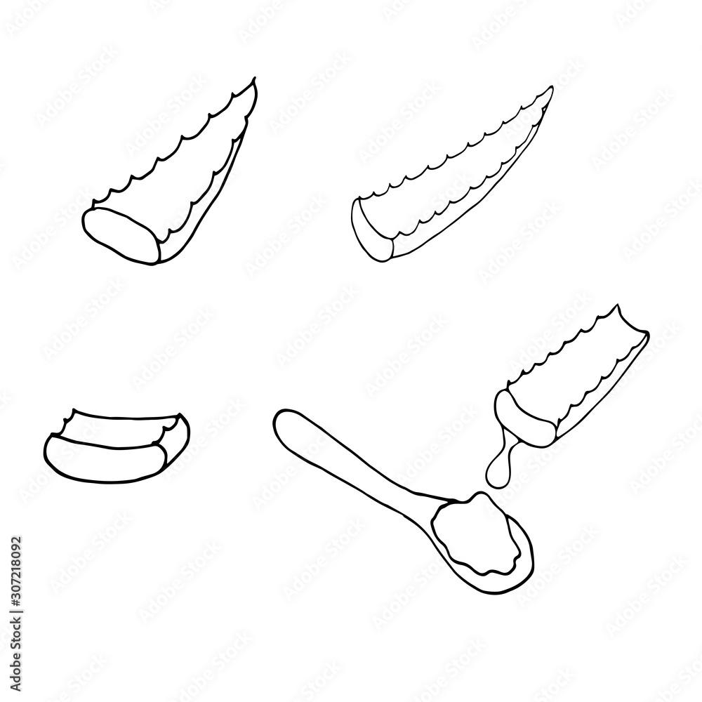 Set of leaves of aloe vera plant, its juice in a spoon. Isolated on white, vector illustration hand drawing Set of leaves of aloe vera plant, its juice in a spoon. Isolated on white, vector illustration hand drawing