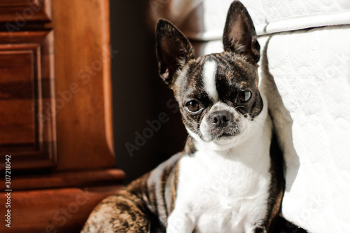 Adult french bulldog learning on wall