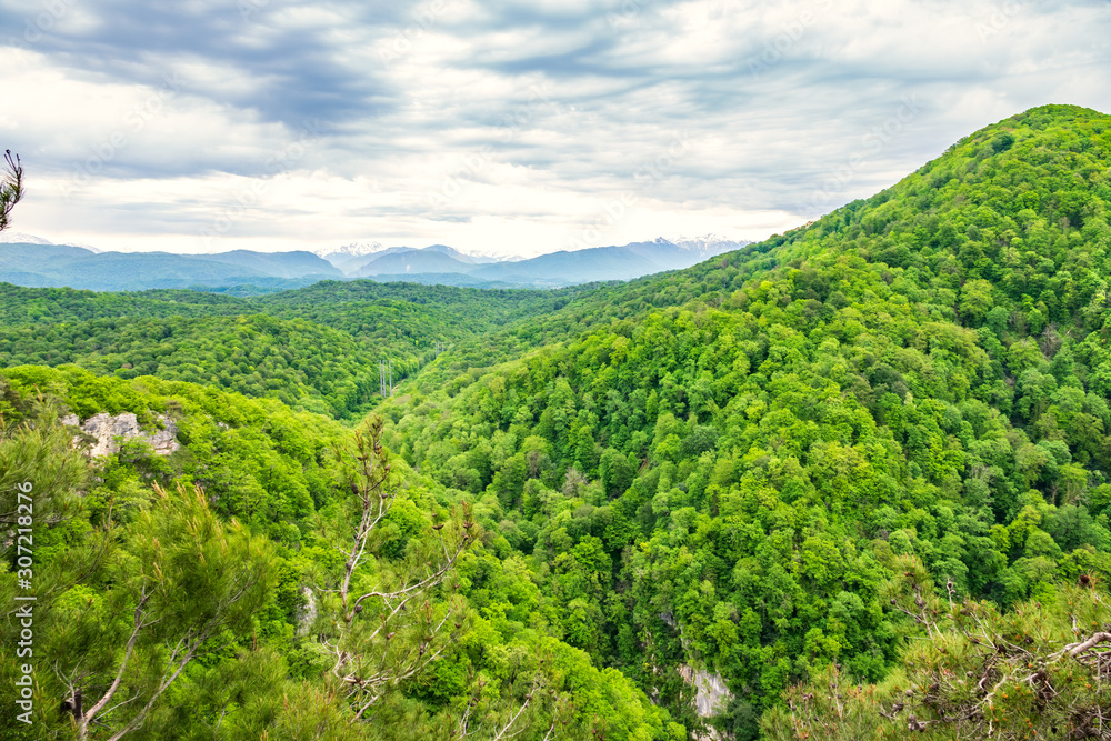 Thick forest in a green valley. Snow capped mountains visible on the horizon
