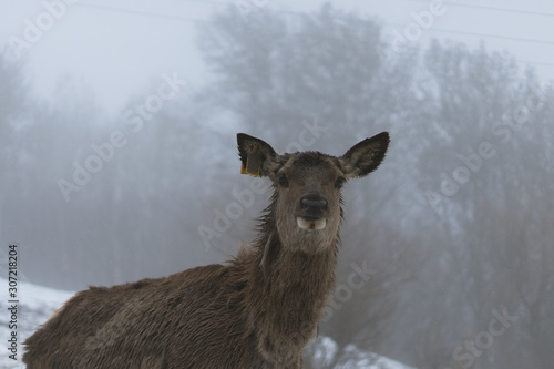Deer in the winter landscape. Deer close up. Snowing