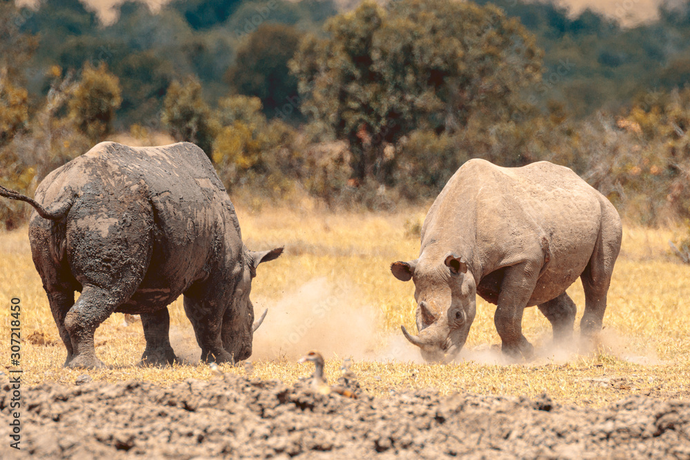 Fototapeta premium White Rhinoceros fighting