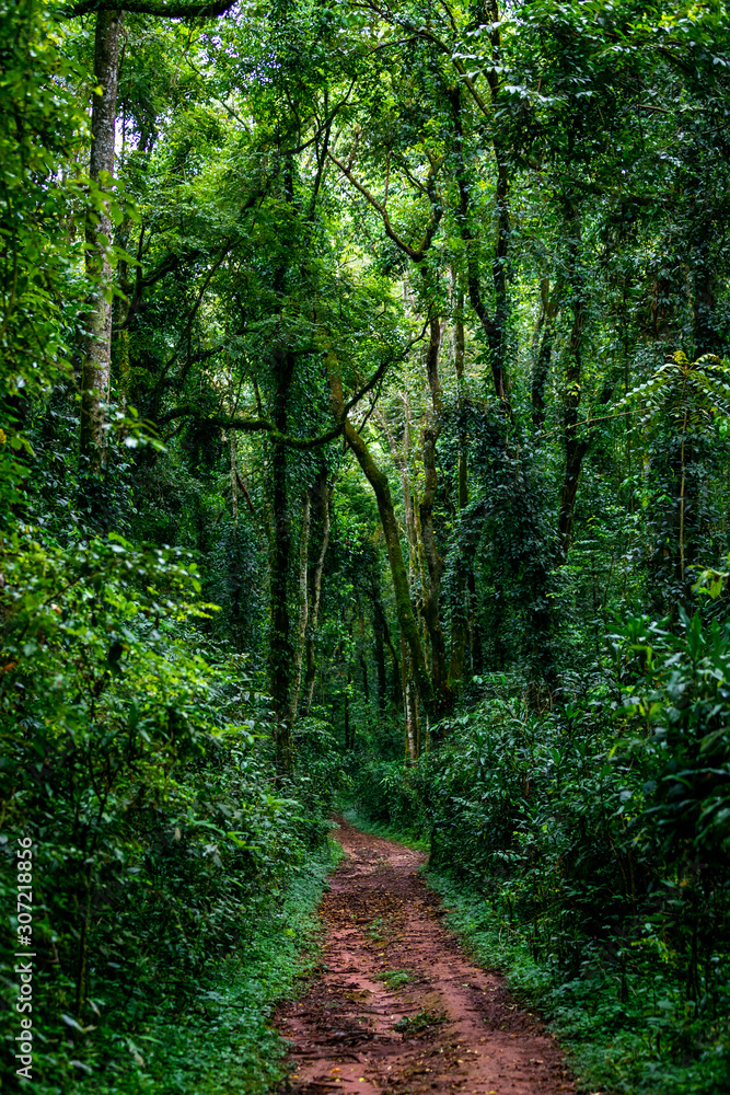 Vertical shot of a path in Kakamega rain forest in Kenya Vertical shot of a path in Kakamega rain forest in Kenya