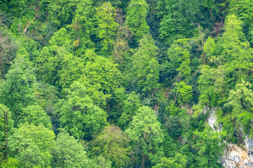 Rocky cliff in dense green forest. Spring colors in the mountain forest.