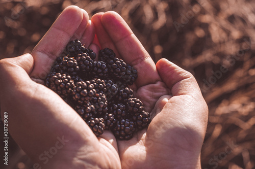 A pair of hands holding a handful of freshly harvested blackberries from the field in the afternoon. golden hour. back view  photo