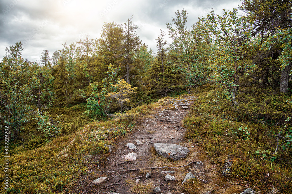 Trail in the mixed forest. Summer landscape. North Karelia. Russia Trail in the mixed forest. Summer landscape. North Karelia. Russia