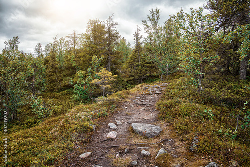 Trail in the mixed forest. Summer landscape. North Karelia. Russia