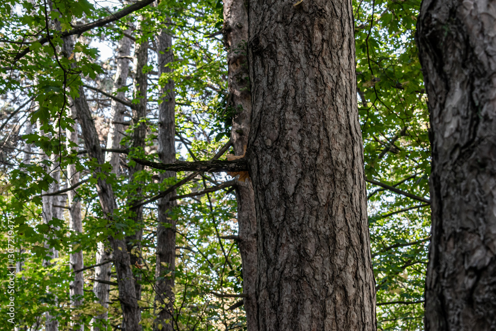 closeup of old oak quercus robur bark texture on the trunk