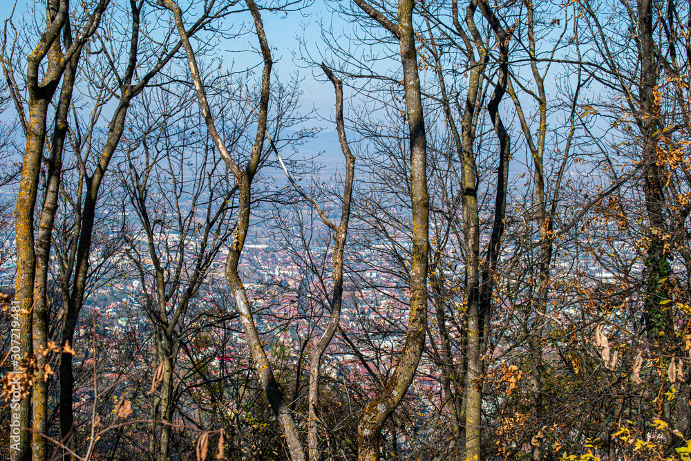 Obraz premium many trees with green and yellow branches in a park and the city of Brasov Romania blurred on the back