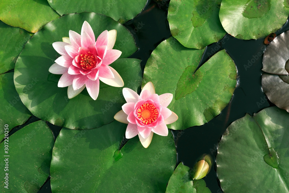Pink water lily flowers with green leafs Pink water lily flowers with green leafs