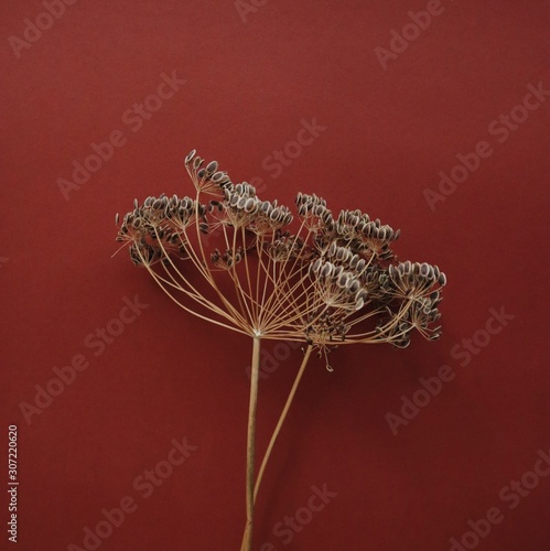 Gray plants on red surface photo