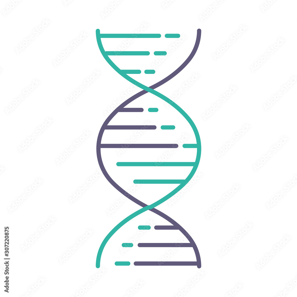 DNA double helix violet and turquoise color icon. Deoxyribonucleic, nucleic acid structure. Spiraling strands. Chromosome. Molecular biology. Genetic code. Genome. Isolated vector illustration - obrazy, fototapety, plakaty 
