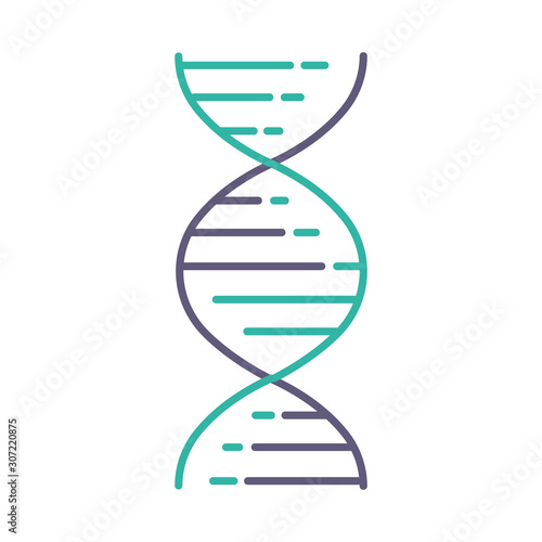 DNA double helix violet and turquoise color icon. Deoxyribonucleic, nucleic acid structure. Spiraling strands. Chromosome. Molecular biology. Genetic code. Genome. Isolated vector illustration