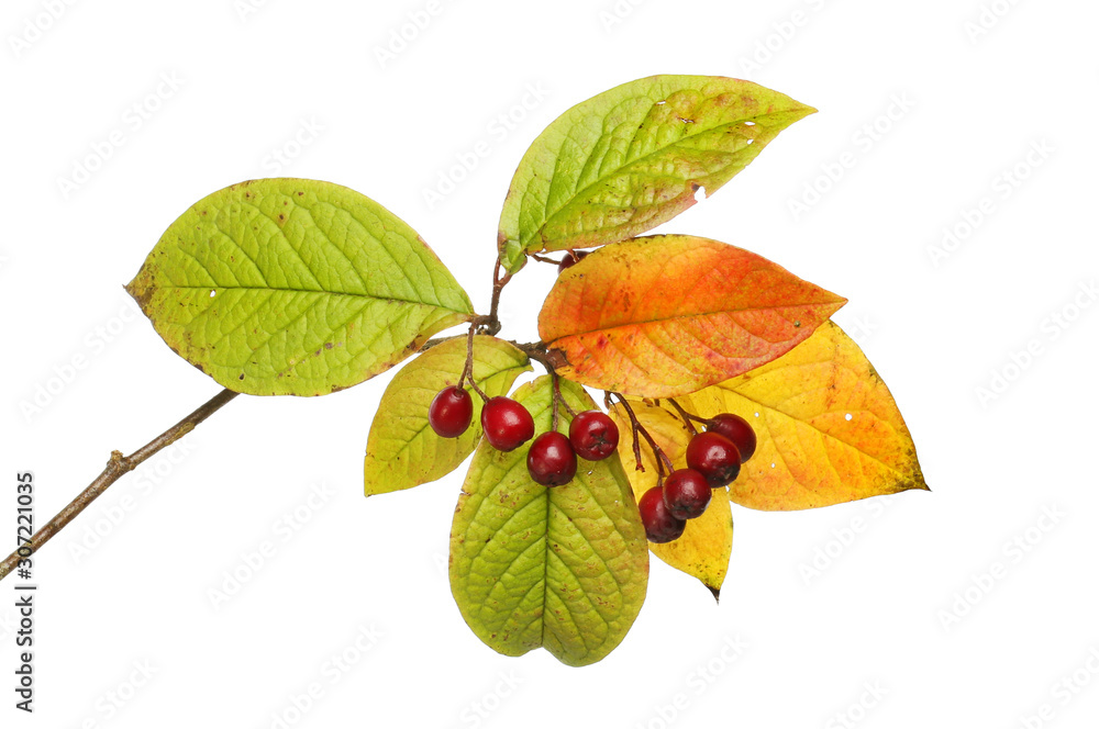 Autumnal cotoneaster leaves and berries Autumnal cotoneaster leaves and berries