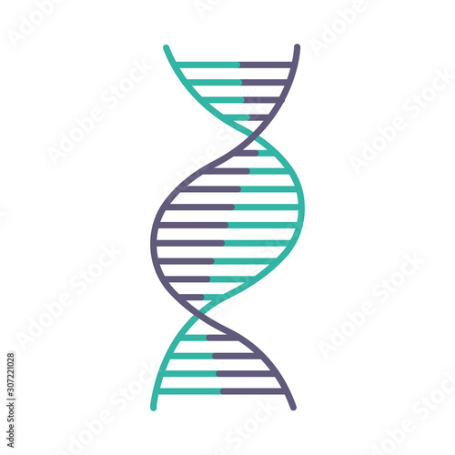 Right-handed DNA helix violet and turquoise color icon. B-DNA. Deoxyribonucleic, nucleic acid structure. Spiral strand. Chromosome. Molecular biology. Genetic code. Isolated vector illustration
