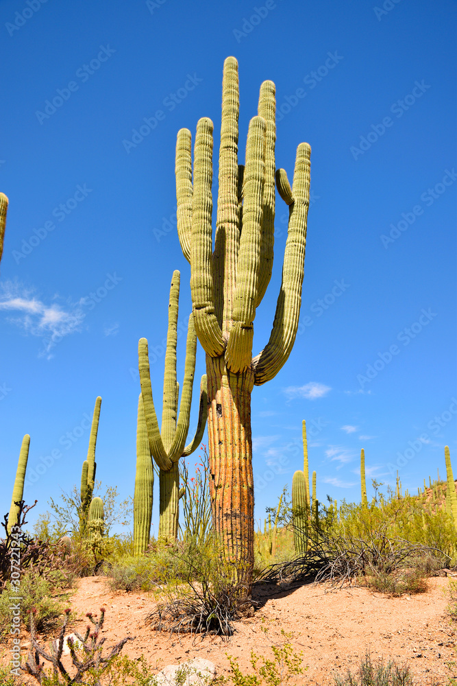 Beautiful tall Saguaro cactus seen in Saguaro National Park during a hot summer day, Tuscon, Arizona