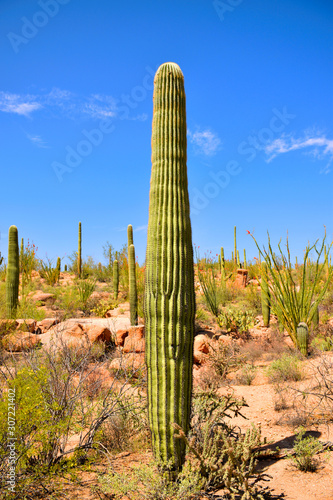Beautiful tall Saguaro cactus seen in Saguaro National Park during a hot summer day, Tuscon, Arizona