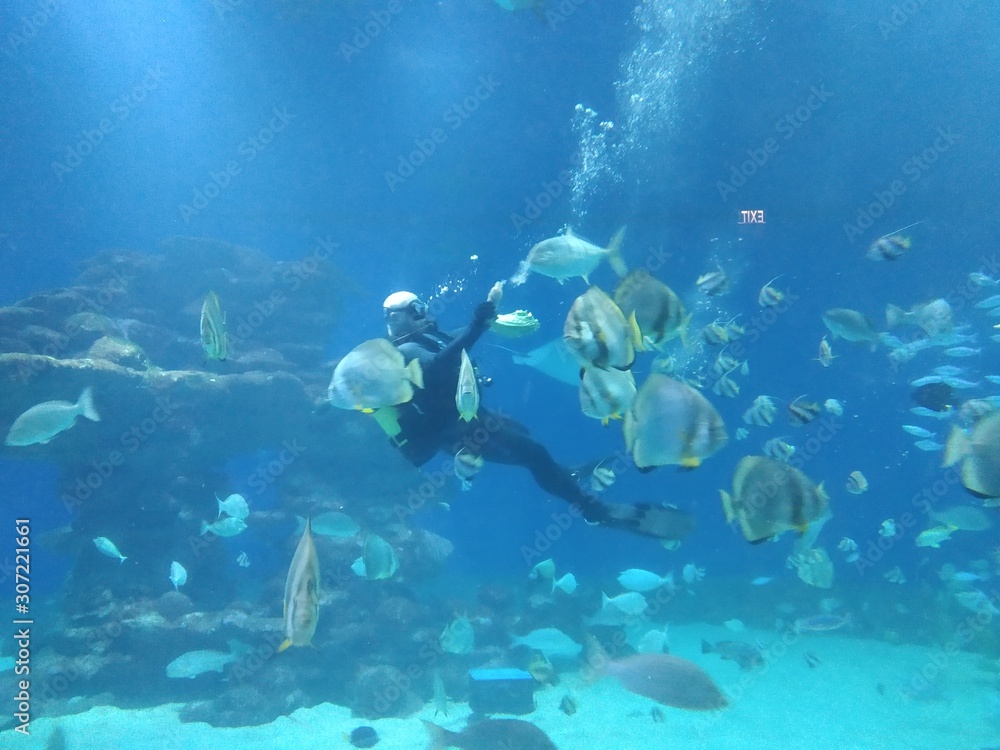 Fototapeta premium Diver is feeding Sharks in Underwater Observatory aquarium