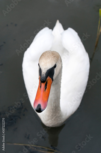 beautiful white swan on a sunny lake