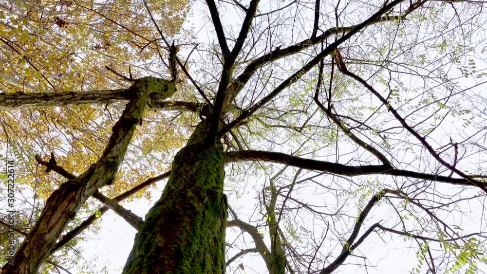 Leafless tree and trees with yellow leaves during autumn season. Rotating, low angle view. Leafless tree and trees with yellow leaves during autumn season. Rotating, low angle view.