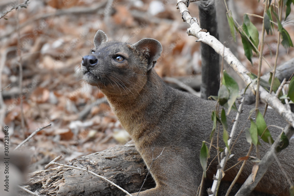 Fossa in Kirindy Reserve, Madagascar Fossa in Kirindy Reserve, Madagascar