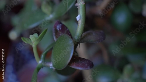 Crassula ovata, known as Chinese money plant with woolly aphid aphis greenfly a parasitic insect species feeding on a plant stem close-up photo