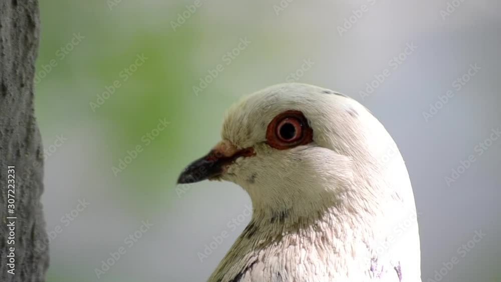 Pigeon head close-up. Dove head close. Ornithology bird lore. Pigeon head close-up. Dove head close. Ornithology bird lore.