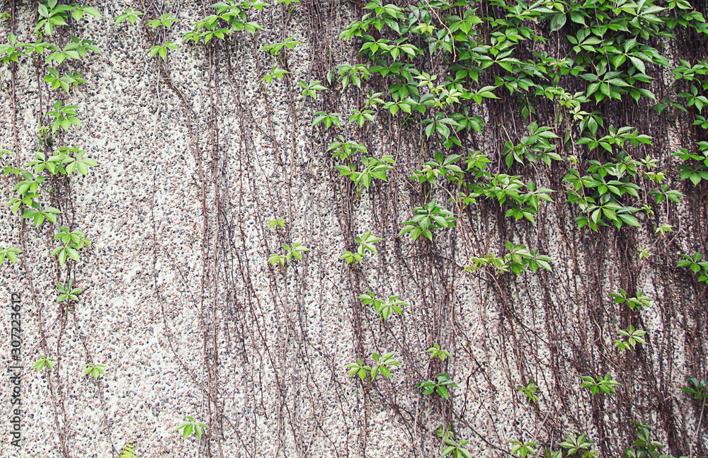 Vines growing on a rock wall - Abstract grunge Vines growing on a rock wall - Abstract grunge