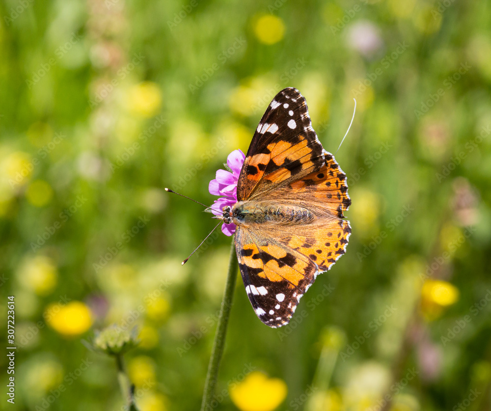 Obraz premium Macro of a painted lady (vanessa cardui) butterfly on a pink scabiosa blossom with blurred bokeh background; pesticide free environmental protection concept;