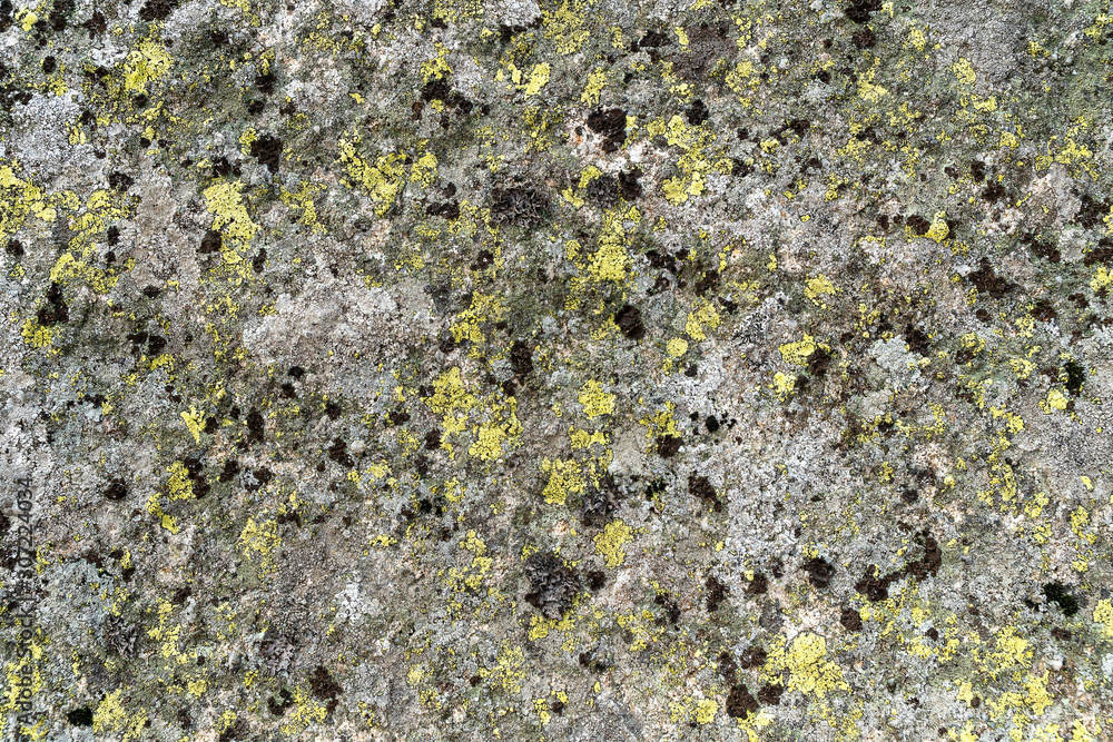 texture of the old rock with mold