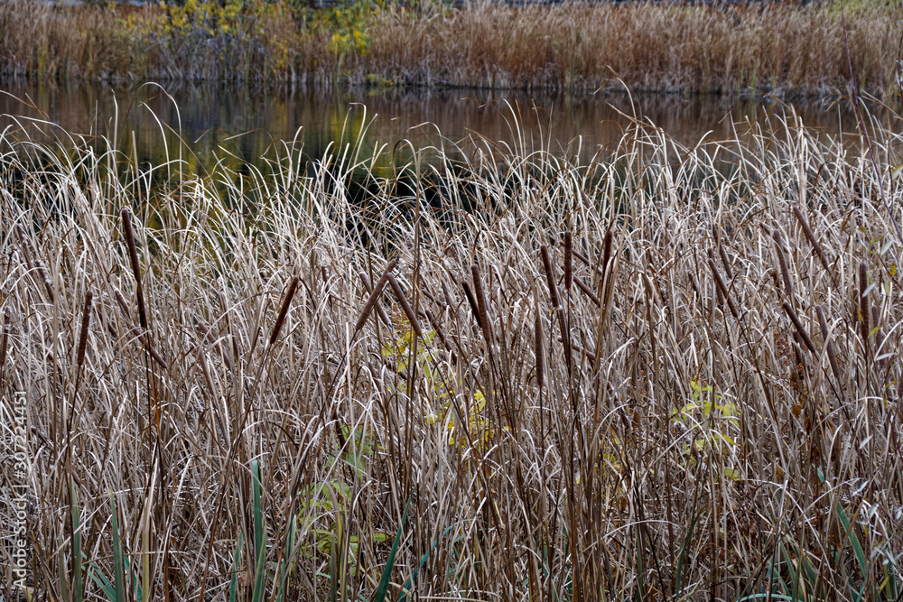 thickets of dry reeds on the pond thickets of dry reeds on the pond
