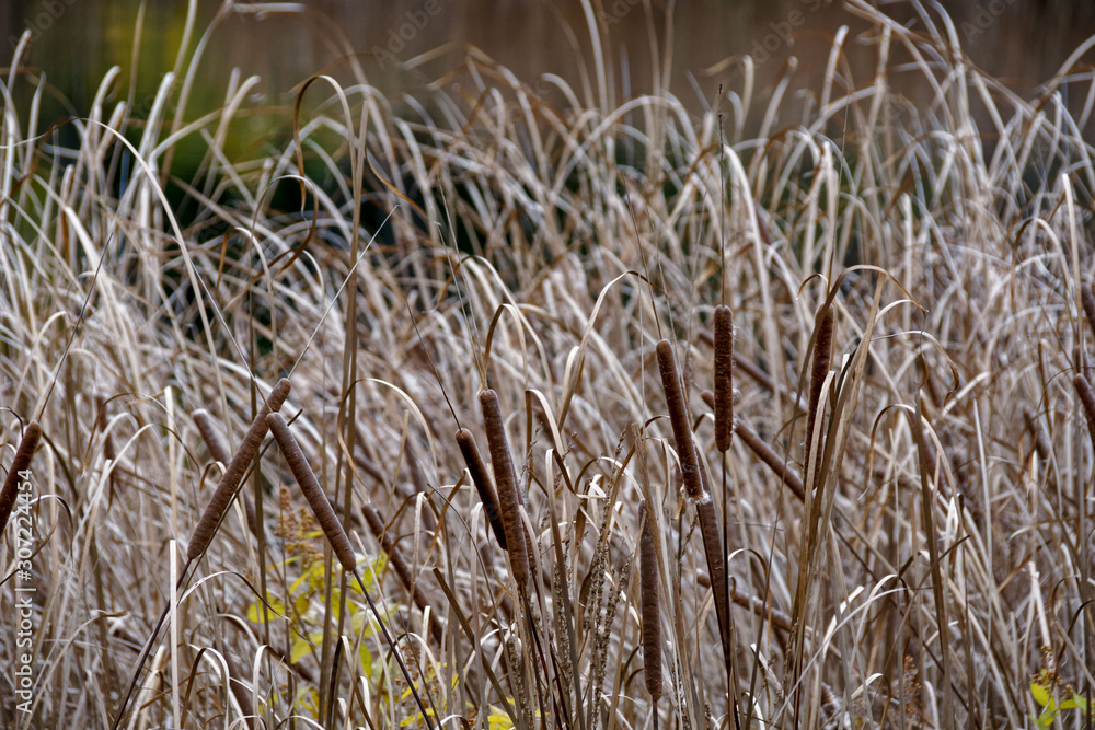 Fototapeta premium thickets of dry reeds on the pond