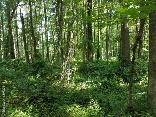 green leaves and trees with vines in forest or woods