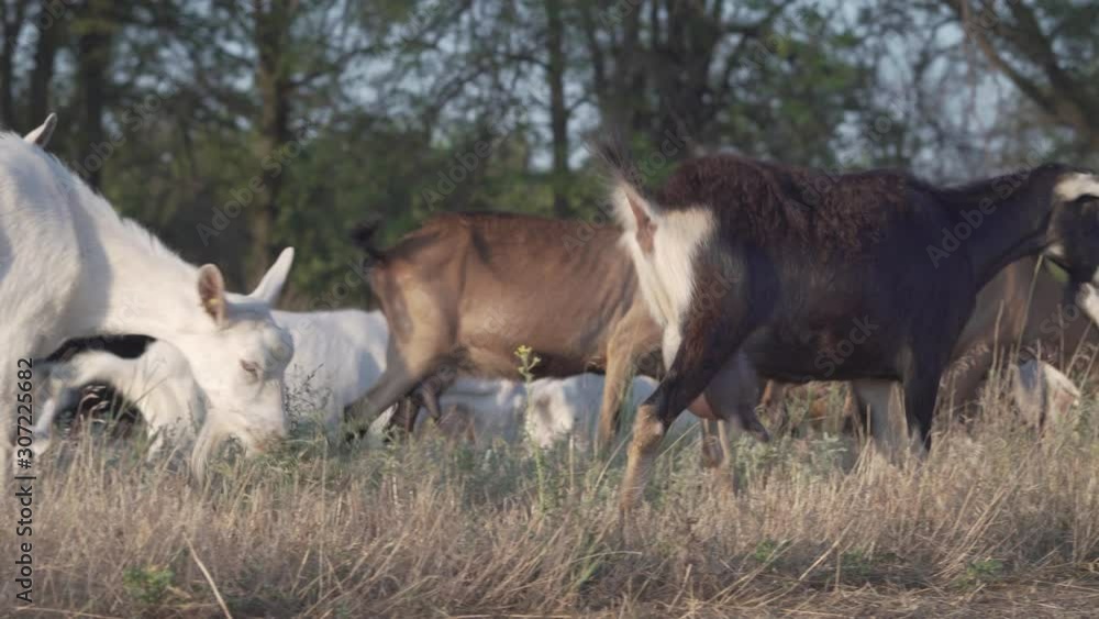 Herd of goats on nature pasture. Wildlife and ecology. Herd of goats on nature pasture. Wildlife and ecology.
