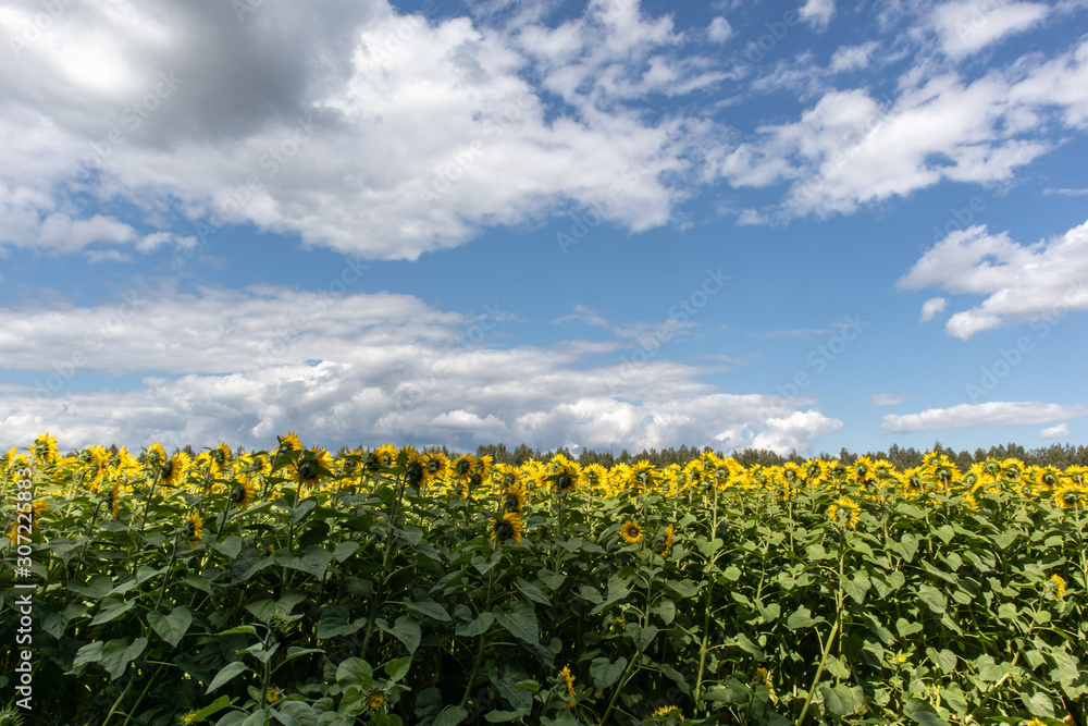 field of sunflowers and blue cloudy sky