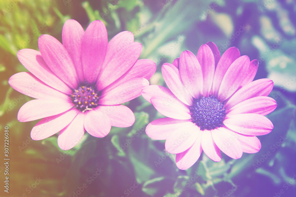 Flowers Flowers