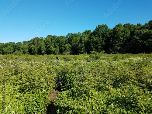 mud and water and green plants in wetland or swamp environment