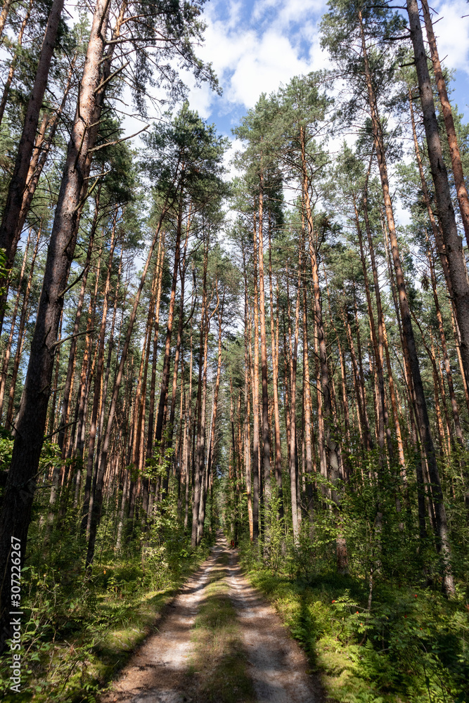 Fototapeta premium road in a pinetree forest