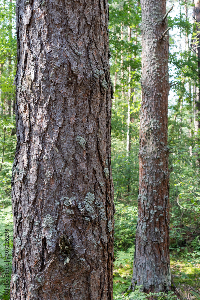 mossy trunk of a tree in the forest