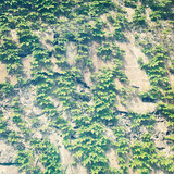 Vines  - With Instagram effect