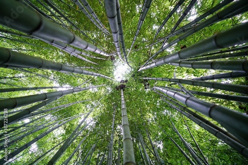 Low-angle photo of bamboo plants photo