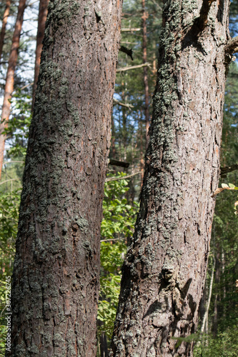 mossy trunks of trees in the forest