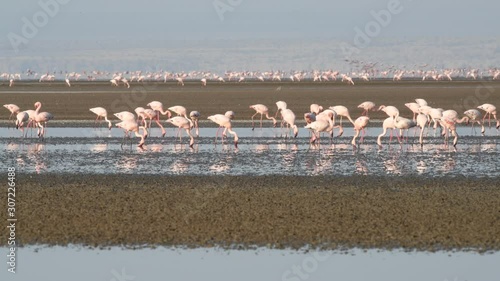 Colony of Flamingos on the Natron lake. Lesser Flamingo Scientific name: Phoenicoparrus minor. Tanzania, Africa 4k photo