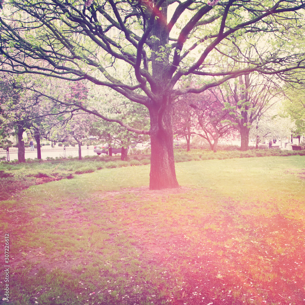  Trees - With Instagram effect