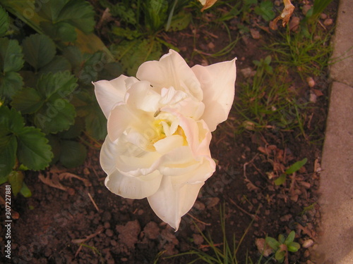 One white tulip on soil background.