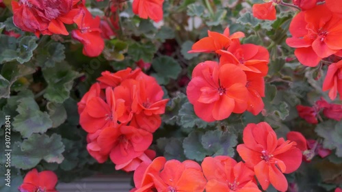 Wallpaper Mural Begonia, pelargonium, geranium. Beautiful red flowers green leaves outside close-up Torontodigital.ca